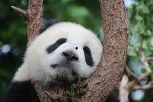 熊猫娱乐吃瓜酱,揭秘娱乐圈幕后故事